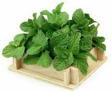 فروش خاص سبزی نعنا خشک صادراتی + قیمت رقابتی
